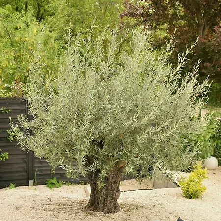 Olive Alsoors